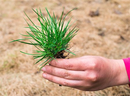 simsearch:400-08074641,k - Hand holding turf grass and earth Stock Photo - Budget Royalty-Free & Subscription, Code: 400-07552241