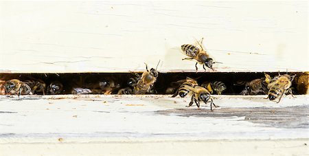 Bees entering the hive. White beehive Stock Photo - Budget Royalty-Free & Subscription, Code: 400-07552243