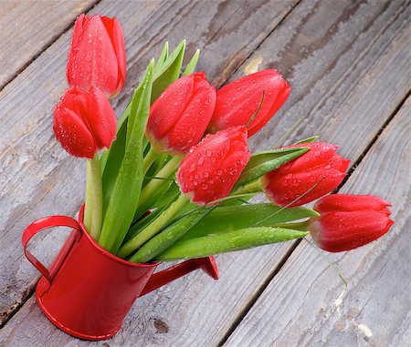 smelling tulip - Bunch of Spring Magenta Tulips in Watering Can isolated on Rustic Wooden background Stock Photo - Budget Royalty-Free & Subscription, Code: 400-07552382