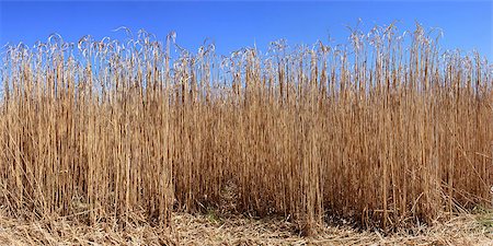 an agricultural panoramic field for an organic farming for the harvest of the reed on a bottom of blue sky Stock Photo - Budget Royalty-Free & Subscription, Code: 400-07552405