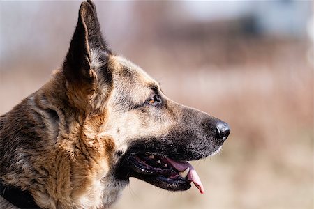 German Shepherd Dog Fotografie stock - Microstock e Abbonamento, Codice: 400-07552456