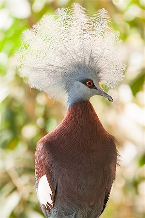 Southern crowned-pigeon, Goura scheepmakeri, single captive Fotografie stock - Microstock e Abbonamento, Codice: 400-07552458