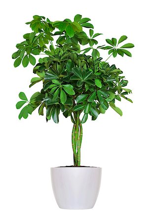 simsearch:400-08287943,k - young Schefflera a potted plant isolated over white Foto de stock - Super Valor sin royalties y Suscripción, Código: 400-07552665