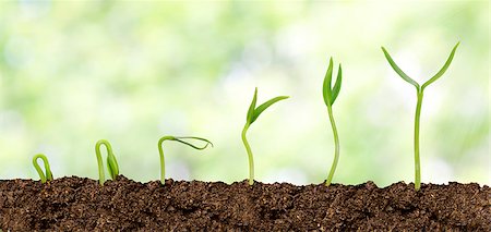 rimboschimento - Plants growing from soil - Plant progress Fotografie stock - Microstock e Abbonamento, Codice: 400-07552662