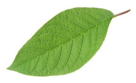 simsearch:696-03402861,k - Green leaf isolated on white with clipping path Foto de stock - Royalty-Free Super Valor e Assinatura, Número: 400-07552673