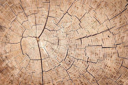 simsearch:400-06797086,k - tree trunk texture or background Stock Photo - Budget Royalty-Free & Subscription, Code: 400-07552828