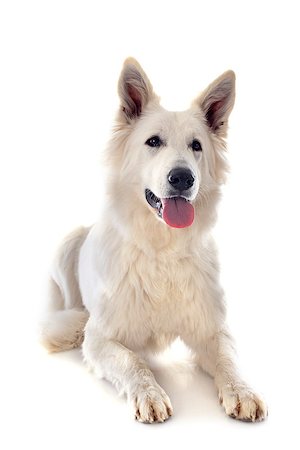 simsearch:400-06396414,k - Purebred White Swiss Shepherd in front of white background Foto de stock - Super Valor sin royalties y Suscripción, Código: 400-07553074