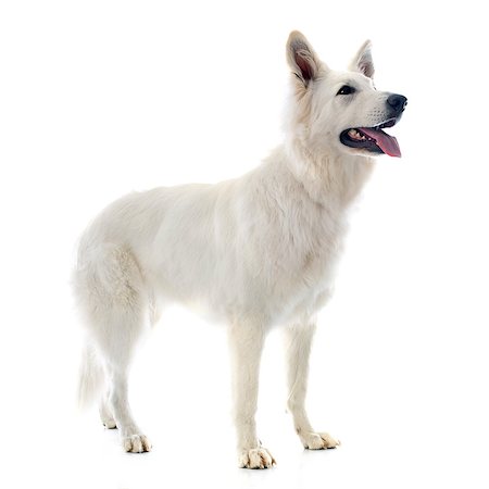 simsearch:400-06396414,k - Purebred White Swiss Shepherd in front of white background Foto de stock - Super Valor sin royalties y Suscripción, Código: 400-07553075