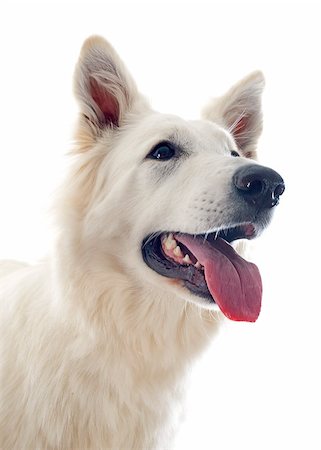 simsearch:400-06396414,k - Purebred White Swiss Shepherd in front of white background Foto de stock - Super Valor sin royalties y Suscripción, Código: 400-07553079