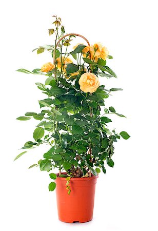 yellow rosebush in front of white background Foto de stock - Super Valor sin royalties y Suscripción, Código: 400-07553070