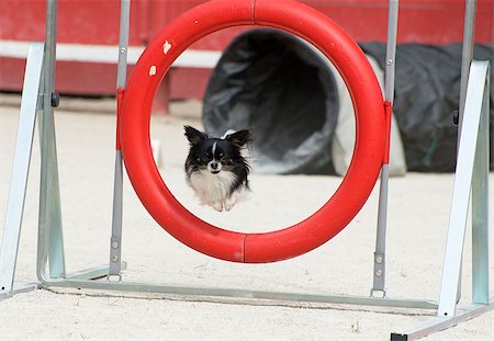 simsearch:400-06887327,k - portrait of a cute purebred chihuahua in a competition of agility Photographie de stock - Aubaine LD & Abonnement, Code: 400-07553095