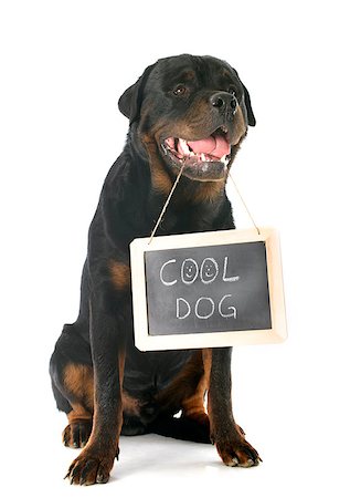 simsearch:400-07553145,k - portrait of a purebred rottweiler in front of white background Foto de stock - Super Valor sin royalties y Suscripción, Código: 400-07553096