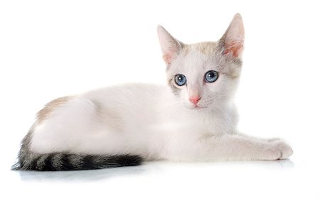 siamese - young white kitten in front of white background Photographie de stock - Aubaine LD & Abonnement, Code: 400-07553091