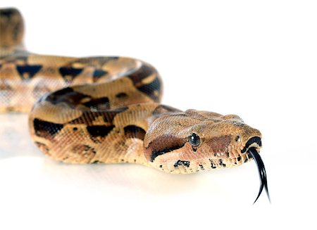 snake head close up - Boa constrictor in front of white background Stock Photo - Budget Royalty-Free & Subscription, Code: 400-07553142