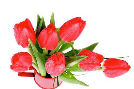 simsearch:400-08011307,k - Bunch of Spring Magenta Tulips in Watering Can isolated on White background. Top View Stock Photo - Budget Royalty-Free & Subscription, Code: 400-07553188