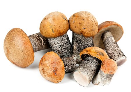 simsearch:400-07038465,k - handful of mushrooms isolated on white background Photographie de stock - Aubaine LD & Abonnement, Code: 400-07553445