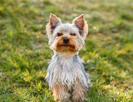 simsearch:400-07501422,k - Cute small yorkshire terrier is sitting on a green lawn outdoor, no people Stock Photo - Budget Royalty-Free & Subscription, Code: 400-07553548