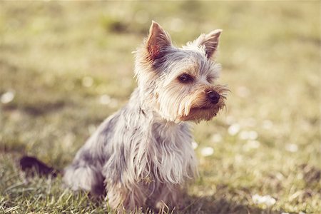 simsearch:400-07501422,k - Cute small Yorkshire terrier is sitting on a green lawn outdoor, no people Stock Photo - Budget Royalty-Free & Subscription, Code: 400-07553551