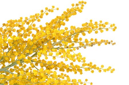 svetavo (artist) - The yellow mimosa  isolated on white background Foto de stock - Super Valor sin royalties y Suscripción, Código: 400-07553604