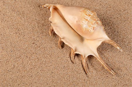 simsearch:400-05077592,k - The sea shell in the sand close-up Foto de stock - Royalty-Free Super Valor e Assinatura, Número: 400-07553606