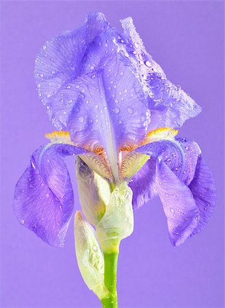 violet gladiola on a violet background Foto de stock - Royalty-Free Super Valor e Assinatura, Número: 400-07553766