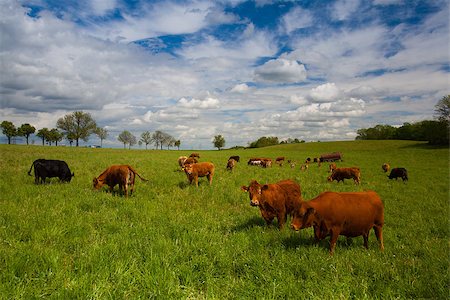 simsearch:400-07658135,k - The herd of cows eating grass on spring meadow Stock Photo - Budget Royalty-Free & Subscription, Code: 400-07553984