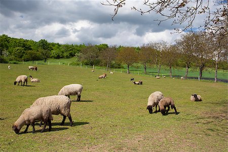 simsearch:400-07658135,k - The herd of sheep eating grass on spring meadow Stock Photo - Budget Royalty-Free & Subscription, Code: 400-07553985