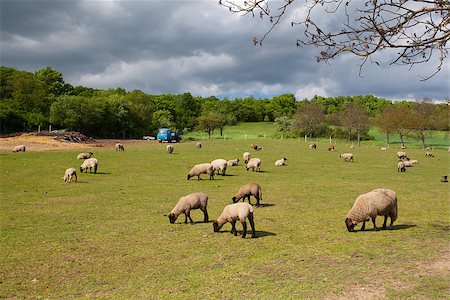 simsearch:400-07211149,k - The herd of sheep eating grass on spring meadow Stock Photo - Budget Royalty-Free & Subscription, Code: 400-07553986