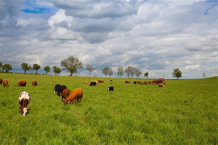 simsearch:400-07658135,k - The herd of cows eating grass on spring meadow Photographie de stock - Aubaine LD & Abonnement, Code: 400-07553982