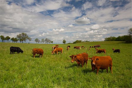 simsearch:400-07658135,k - The herd of cows eating grass on spring meadow Stock Photo - Budget Royalty-Free & Subscription, Code: 400-07553983