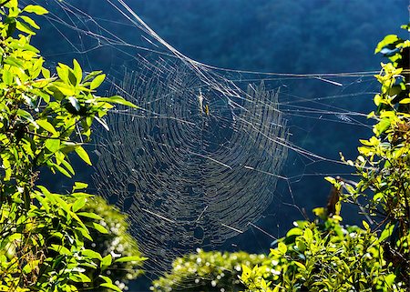 simsearch:400-08200203,k - Golden orb weaver spider on its web in Nepal Stock Photo - Budget Royalty-Free & Subscription, Code: 400-07567515