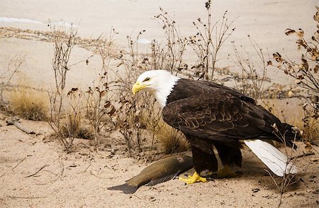 dbvirago (artist) - A bald eagle on the sand of a beach Fotografie stock - Microstock e Abbonamento, Codice: 400-07567578