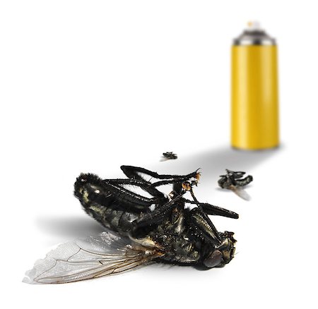 simsearch:400-09051551,k - Insecticide spray bottle can and dead flies on white background Photographie de stock - Aubaine LD & Abonnement, Code: 400-07568268