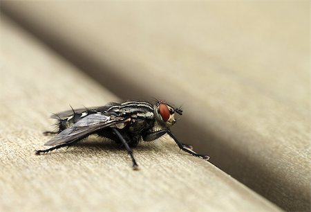 Hairy home fly insect on table macro shot Foto de stock - Super Valor sin royalties y Suscripción, Código: 400-07568276