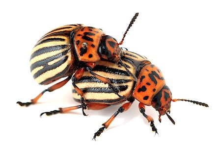 Colorado beetles on the isolated background Stock Photo - Budget Royalty-Free & Subscription, Code: 400-07568786