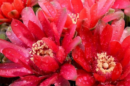 simsearch:400-07568826,k - Beautiful red cactus flowers Photographie de stock - Aubaine LD & Abonnement, Code: 400-07568824