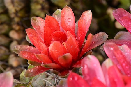 simsearch:400-07568826,k - Beautiful red cactus flowers Photographie de stock - Aubaine LD & Abonnement, Code: 400-07568825