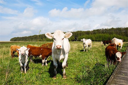 Springtime pastureland with grazing cattle. From the swedish island Oland. Foto de stock - Super Valor sin royalties y Suscripción, Código: 400-07568869