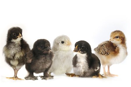 Multiple Baby Chick Chickens Lined Up on White Fotografie stock - Microstock e Abbonamento, Codice: 400-07568872