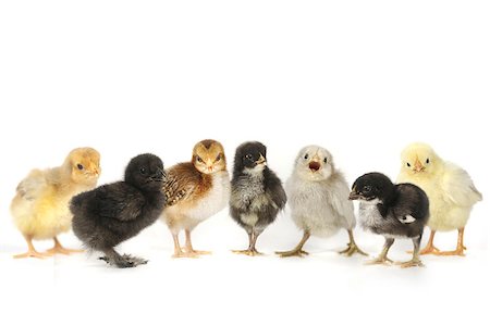 Multiple Baby Chick Chickens Lined Up on White Photographie de stock - Aubaine LD & Abonnement, Code: 400-07568880
