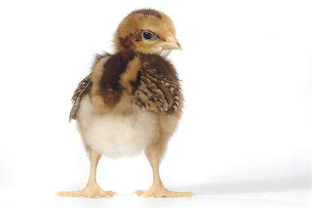 Cute Baby Chick Chicken on White Background Foto de stock - Super Valor sin royalties y Suscripción, Código: 400-07568883