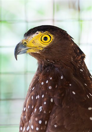 simsearch:400-05687928,k - Philippine Serpent Eagle in cage Stock Photo - Budget Royalty-Free & Subscription, Code: 400-07569188