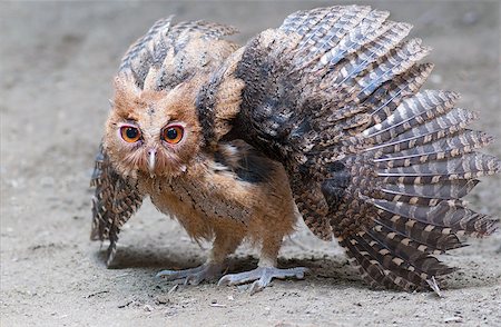 serre (oiseau) - Philippine Eagle-Owl owlet assuming a defensive posture Photographie de stock - Aubaine LD & Abonnement, Code: 400-07569183