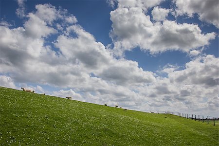 simsearch:400-04672084,k - Sheep on a dike along the dollard route, Germany Fotografie stock - Microstock e Abbonamento, Codice: 400-07569217