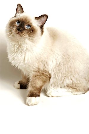 Rag Doll breed of cat on white background with soft shadow. Plenty of copy space beneath image. Photographie de stock - Aubaine LD & Abonnement, Code: 400-07569250