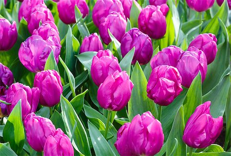 simsearch:400-06633565,k - Beautiful purple tulips in the spring time (macro). Fotografie stock - Microstock e Abbonamento, Codice: 400-07569282