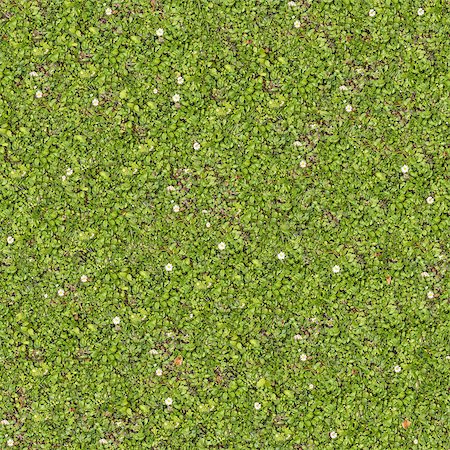 simsearch:400-07830872,k - Seamless Tileable Texture of Spring Lawn with Some White Flowers. Foto de stock - Royalty-Free Super Valor e Assinatura, Número: 400-07569378