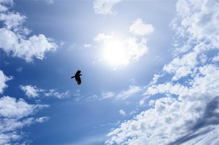 Lonely raven or crow in the blue sky as symbol of freedom Photographie de stock - Aubaine LD & Abonnement, Code: 400-07569951