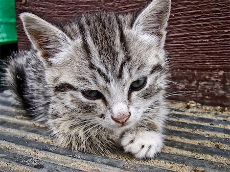 silver tabby cat - Cute gray striped kitten sitting on wooden stairs. Stock Photo - Budget Royalty-Free & Subscription, Code: 400-07575119