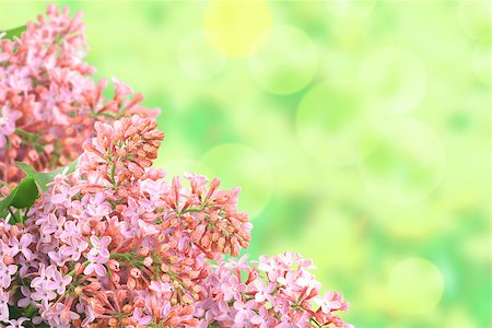 simsearch:400-04079769,k - Abstract background with branch of pink lilac on bokeh green backdrop. Close-up. Studio photography. Stock Photo - Budget Royalty-Free & Subscription, Code: 400-07575462